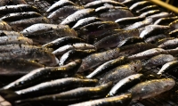 Enterrament de la sardina 2018