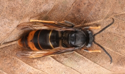 Trobada d’apicultors de Piera contra la vespa asiàtica